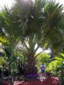 Corypha talipot - palmier gant exotique plein soleil 10m